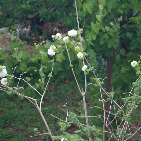 Hébergement de vacances Casa Da Cerca